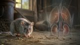 Cosa sono gli Hantavirus, trasmissione, sintomi, diagnosi e rischi