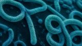 Ebola Bundibugyo 2026: perché questo focolaio è diverso da tutti gli altri