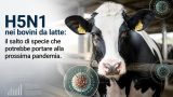 H5N1 nei bovini da latte: il salto di specie che potrebbe portare alla prossima pandemia