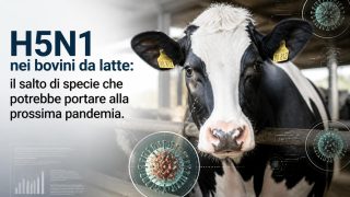 H5N1 nei bovini da latte: il salto di specie che potrebbe portare alla prossima pandemia
