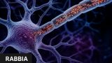 Rabbia: il virus più letale del mondo (e perché la sua strategia è geniale)