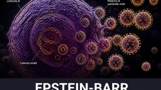 Epstein-Barr: il virus che il 95% di noi si porta dentro (e non sa di avere)