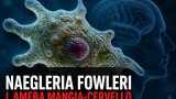 Naegleria fowleri: tutto quello che c’è da sapere sull’ameba mangia-cervello