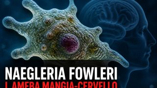 Naegleria fowleri: tutto quello che c’è da sapere sull’ameba mangia-cervello