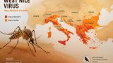 West Nile virus in Europa: come un’arbovirosi tropicale si sta stabilendo nel continente