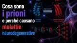 Cosa sono i prioni e perché causano malattie neurodegenerative
