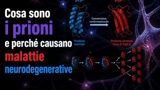 Cosa sono i prioni e perché causano malattie neurodegenerative