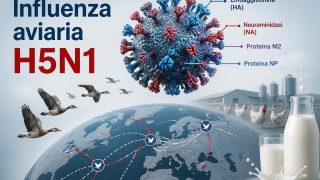 Influenza aviaria H5N1: perché il mondo la osserva con attenzione