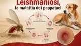 Leishmaniosi: la malattia dimenticata trasmessa dai pappataci