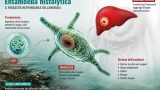 Amebiasi: l’infezione silenziosa da Entamoeba histolytica
