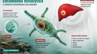 Amebiasi: l’infezione silenziosa da Entamoeba histolytica